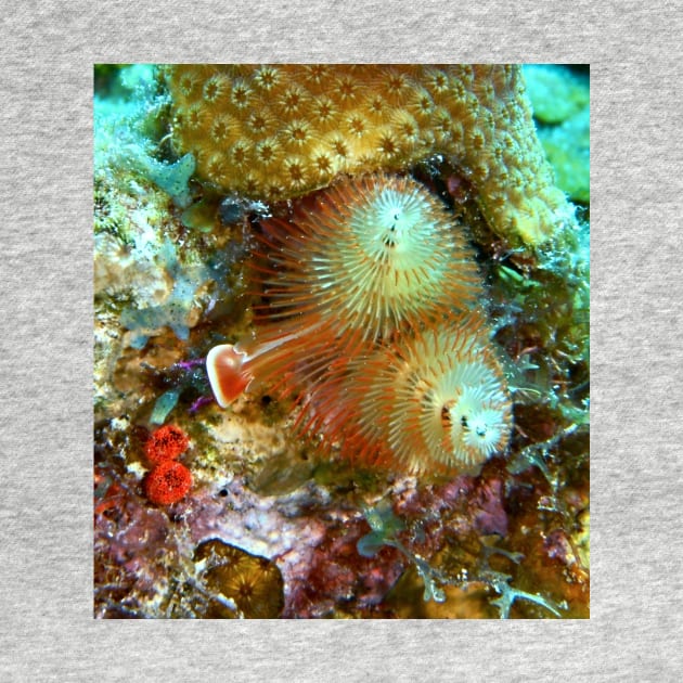 Christmas Tree Worm by Scubagirlamy